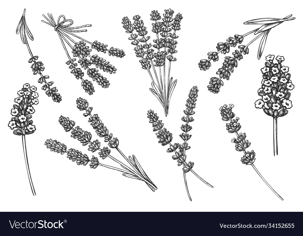 Top Lavender Plant Stock Vectors, Illustrations & Clip Art - iStock | Lavender  plant isolated, Lavender plant on white, Lavender plant pot