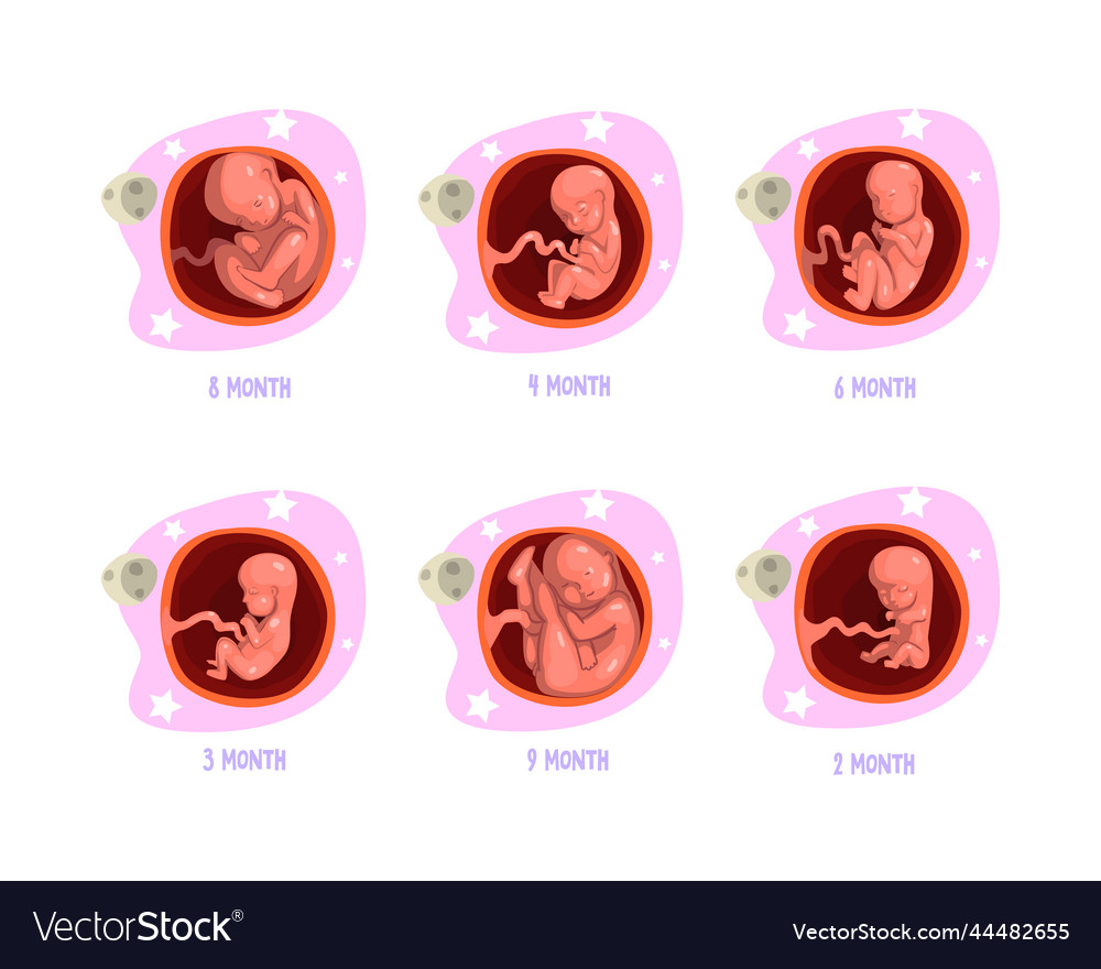 Process of fetal development or embryological Vector Image