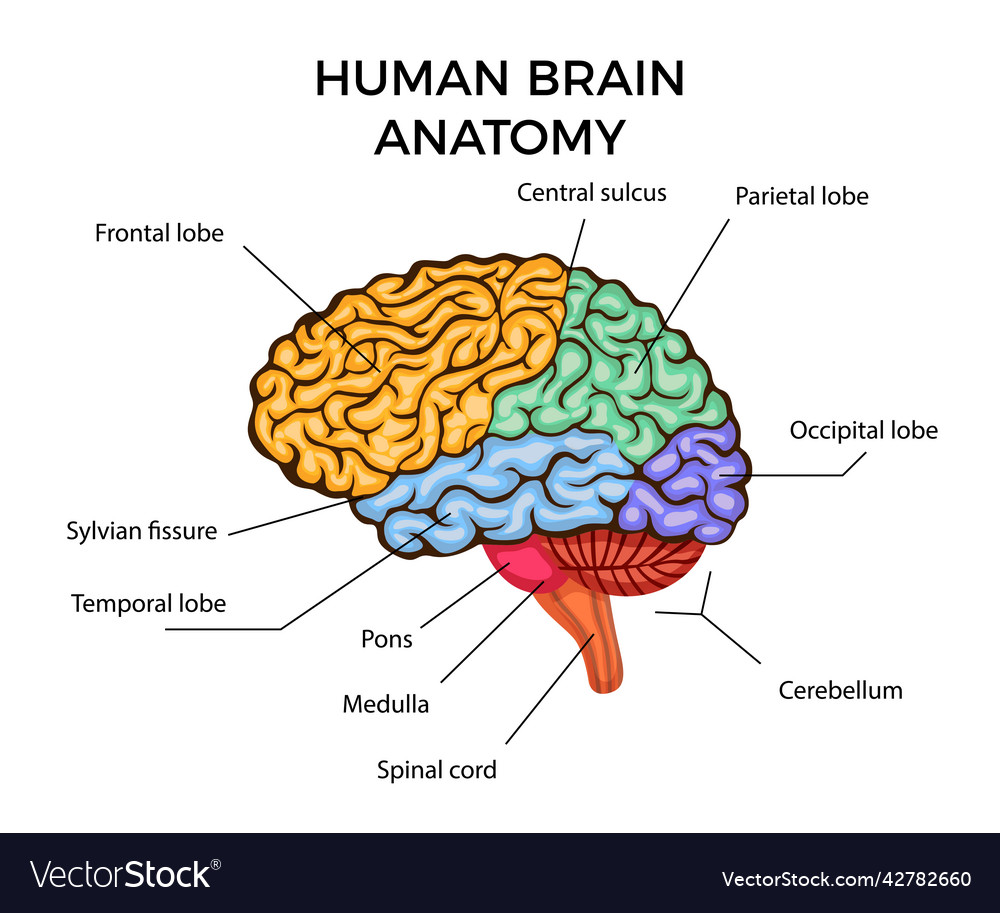 Human brain anatomy Royalty Free Vector Image - VectorStock