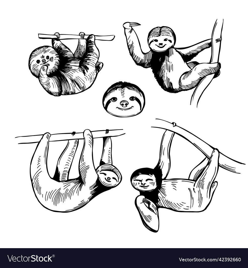 Sloth sketch Royalty Free Vector Image - VectorStock