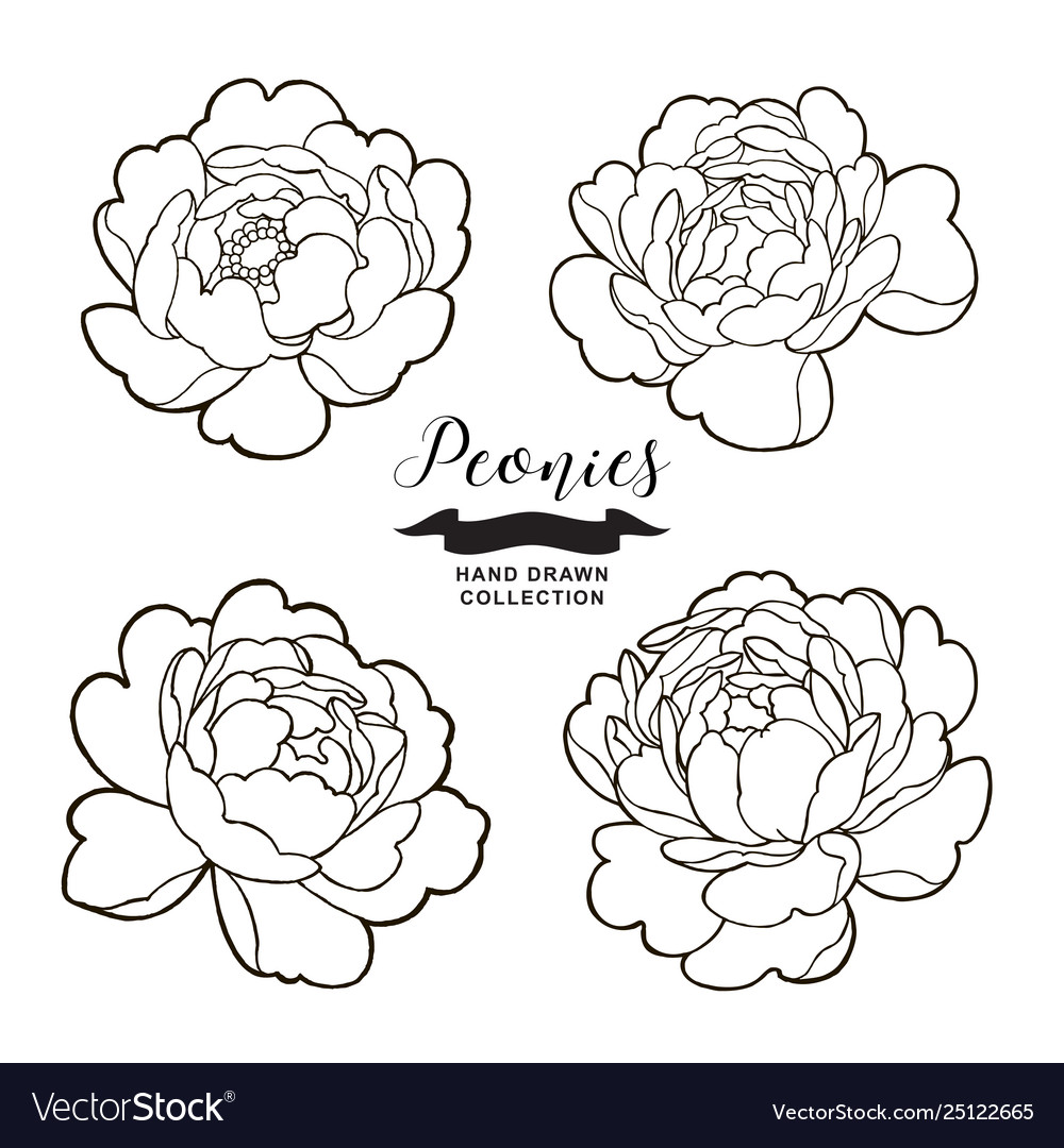 Peony Flowers Outlines Hand Drawn Flowers Vector Image