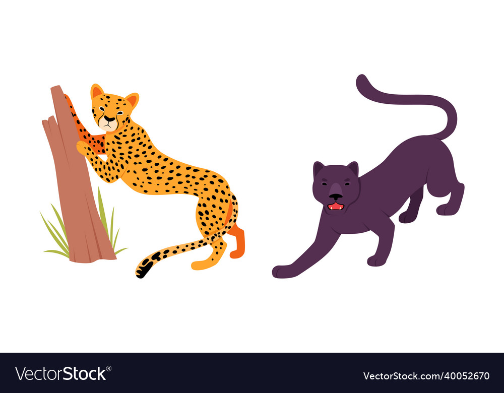 Felid or wild cat as carnivore animal with leopard Felid or wild cat as carnivore animal with leopard