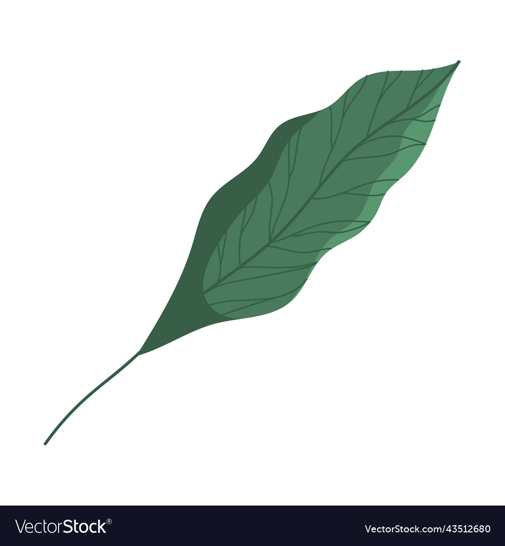 Leave plant foliage Royalty Free Vector Image - VectorStock