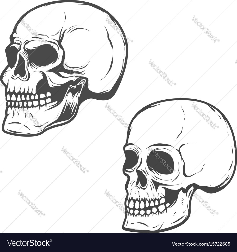 Set of the skulls isolated on white background Vector Image