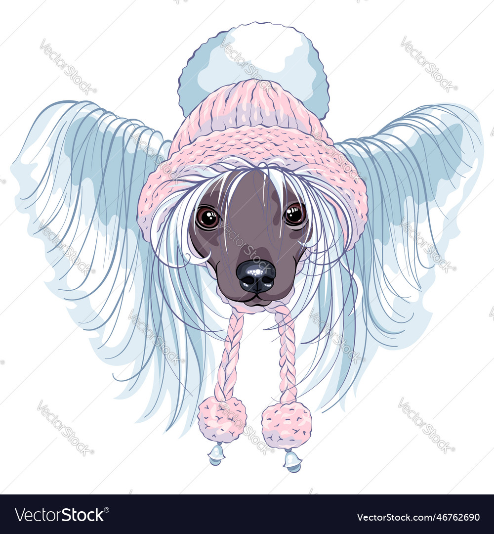 Pink 2024 chinese crested