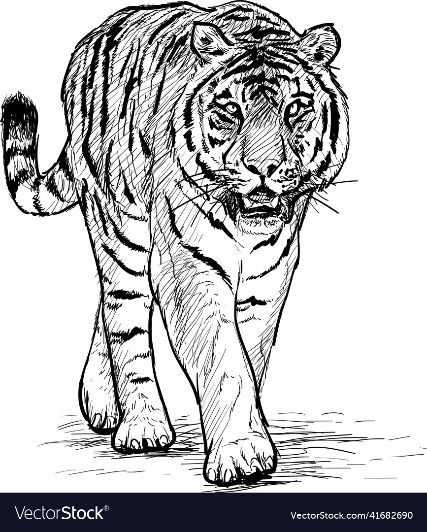 Tiger walking hand draw black line sketch Vector Image