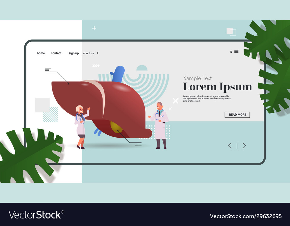 Doctors couple examining liver medical Royalty Free Vector