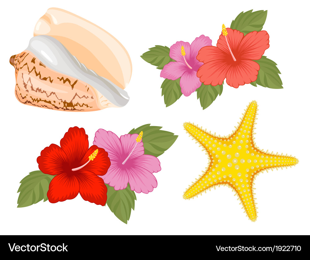 Starfish Royalty Free Vector Image - VectorStock
