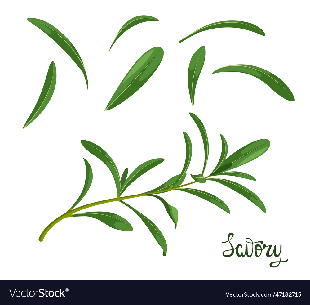 Savory Set Royalty Free Vector Image Vectorstock