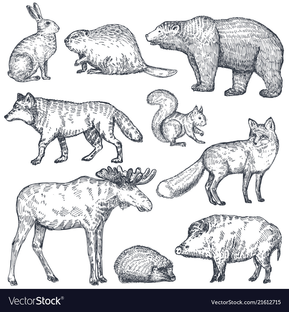 Set of hand drawn animals of europe Royalty Free Vector