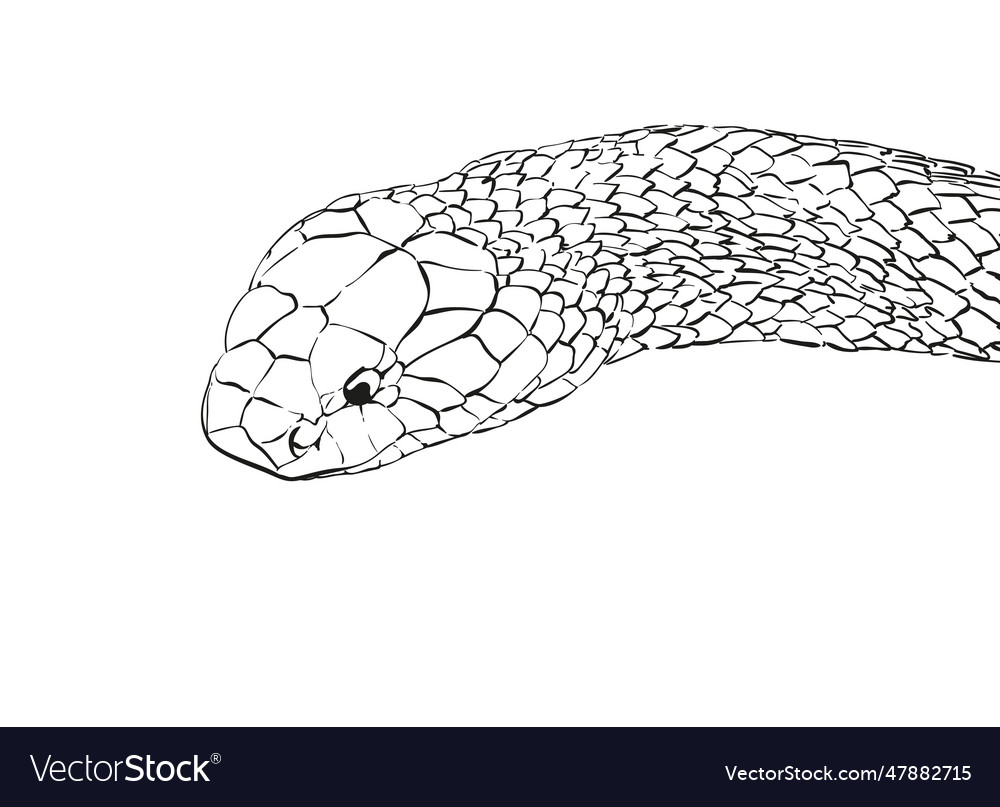 Snake Royalty Free Vector Image - VectorStock