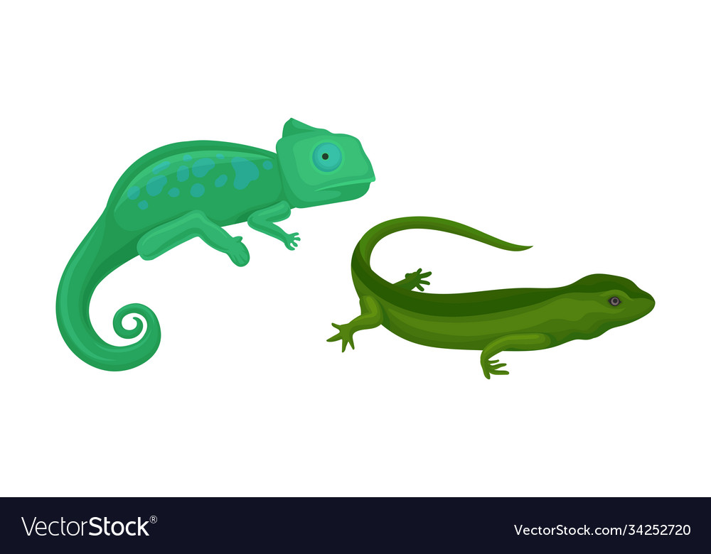 Green chameleon and lizard as reptile Royalty Free Vector