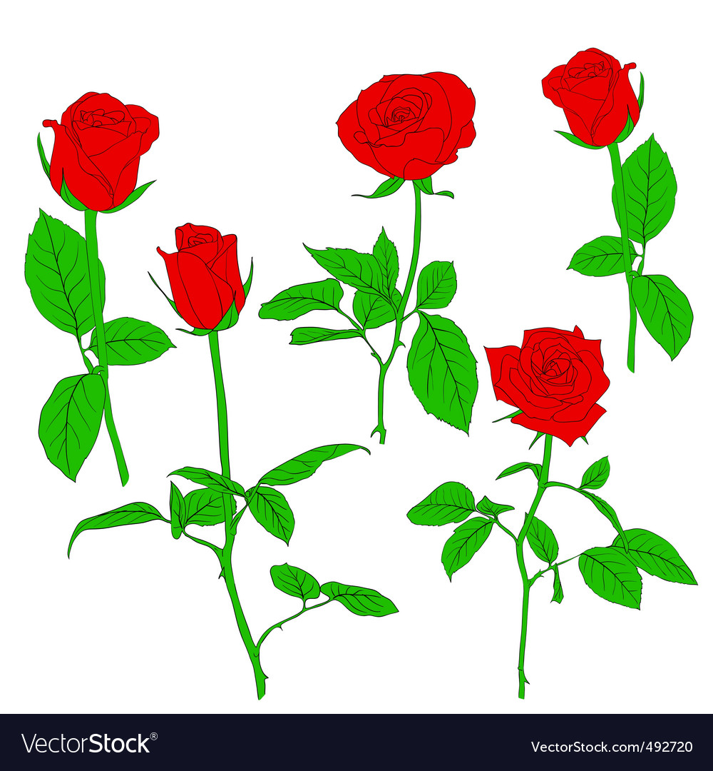 Red rose Royalty Free Vector Image - VectorStock