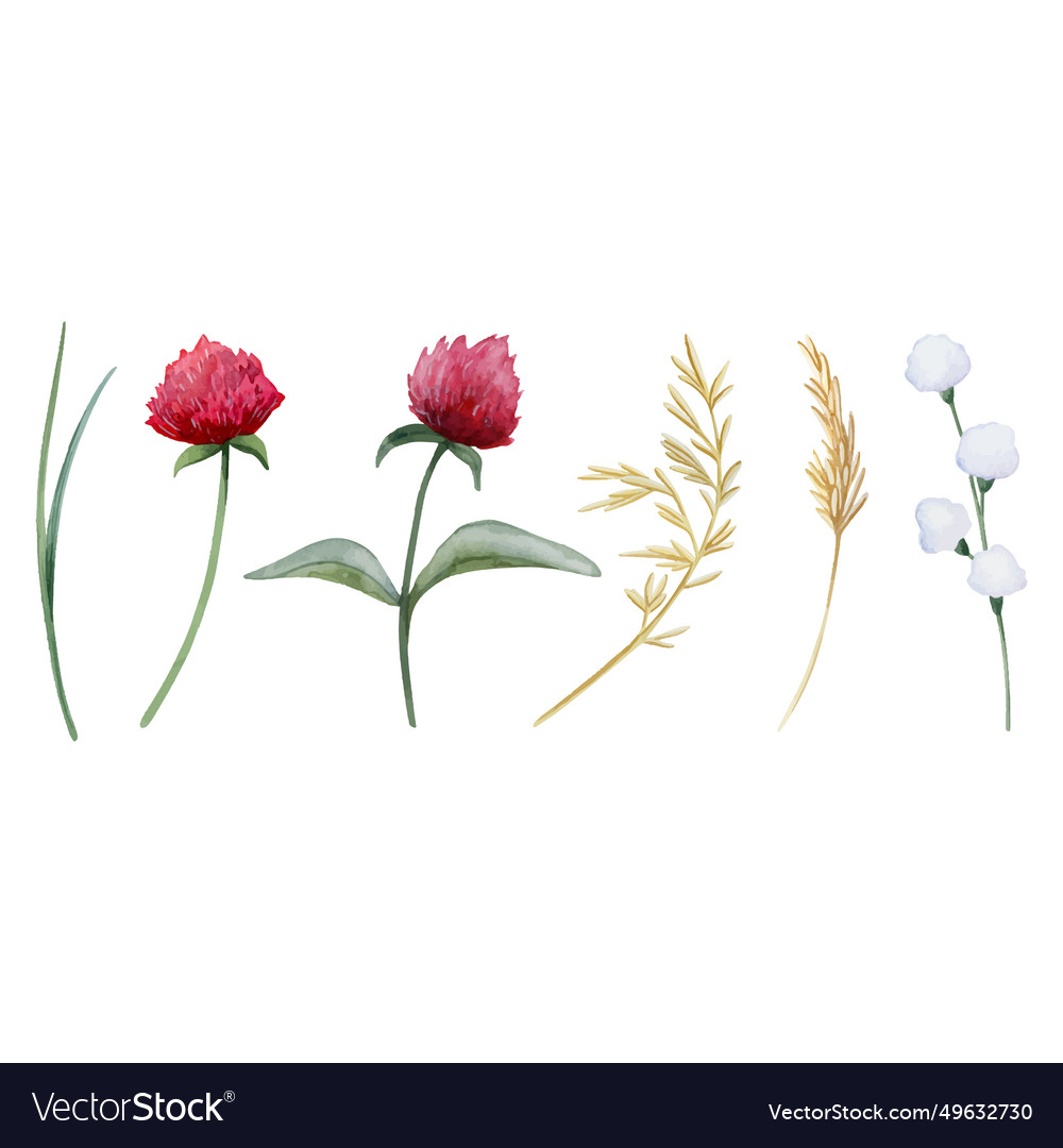 Red clover flowers and field grass botanical set