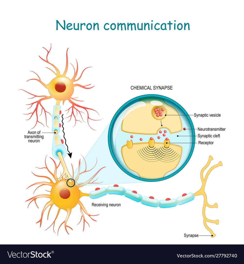 Transmission nerve signal between two Royalty Free Vector