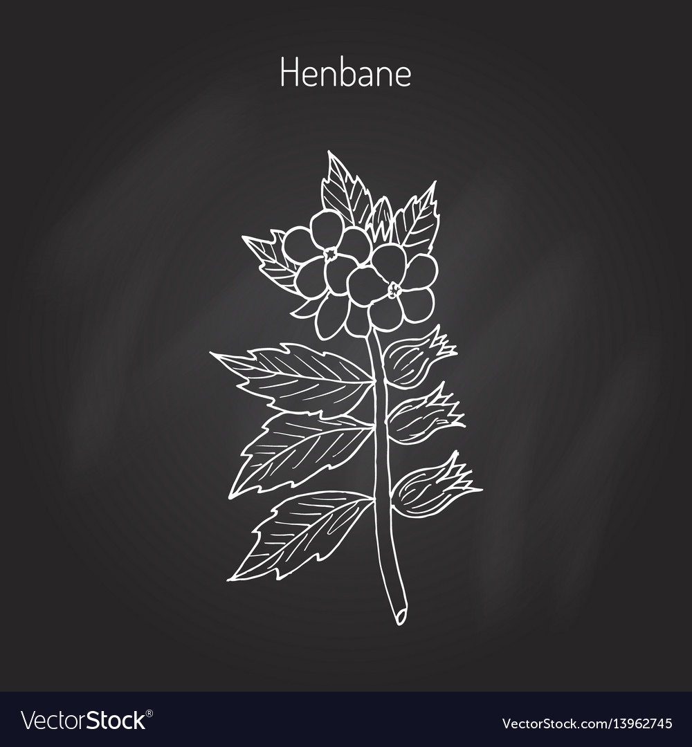 Black henbane or hyoscyamus niger Royalty Free Vector Image