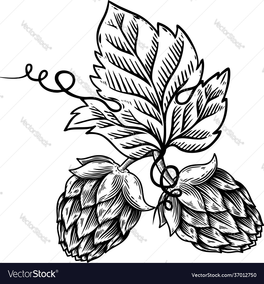 Beer hop in engraving style design element Vector Image