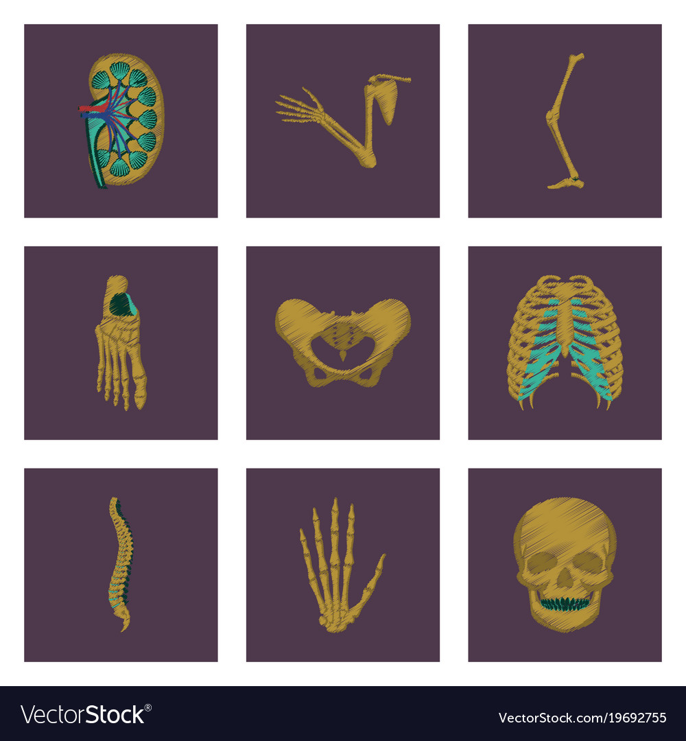 Assembly of flat shading style icon human bones Vector Image