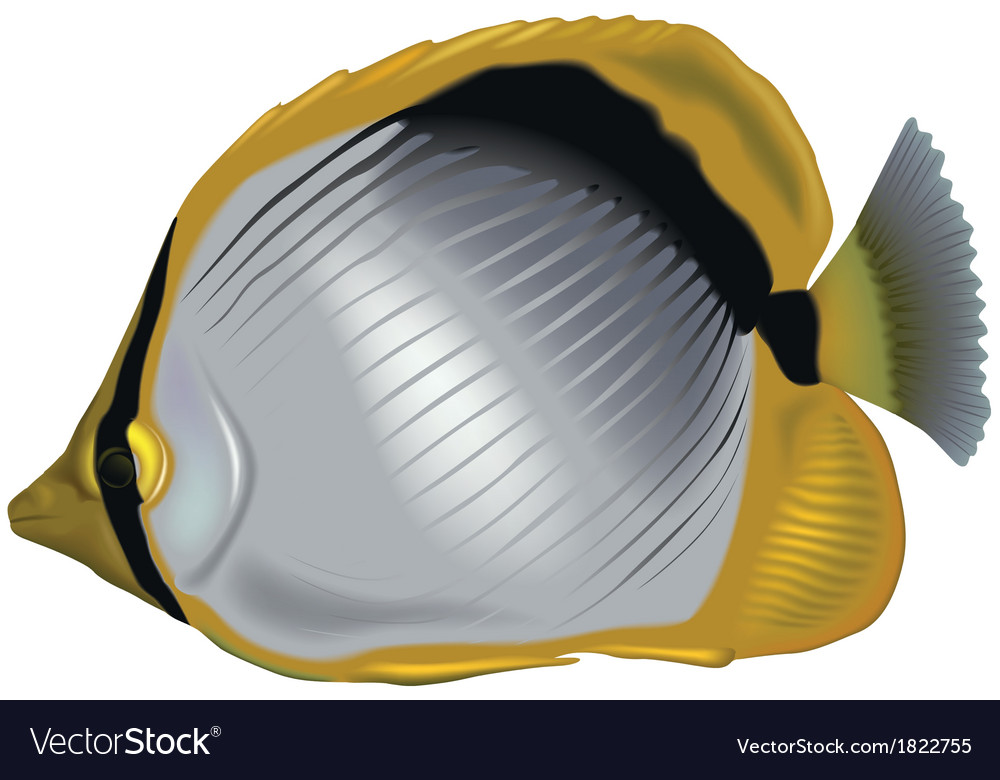 Butterflyfish