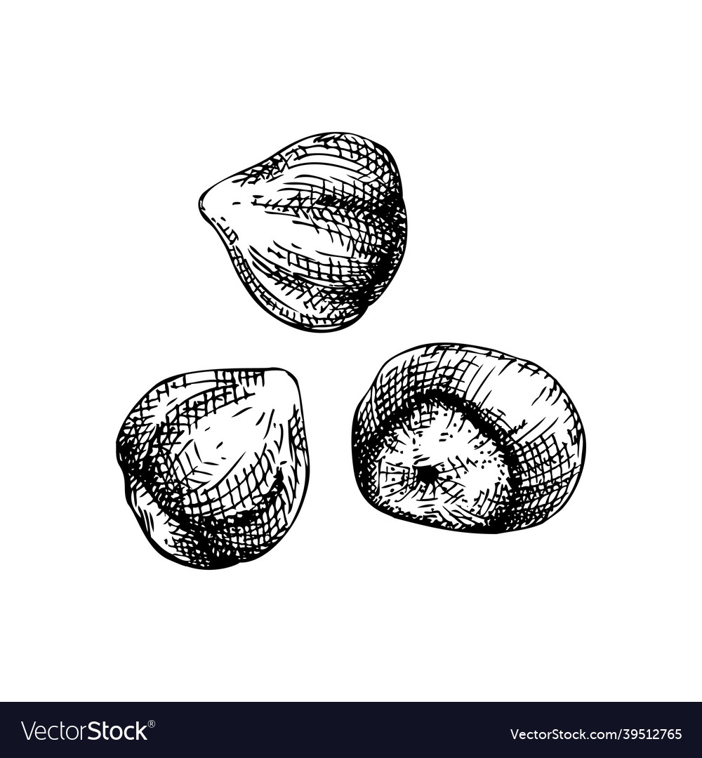 Hand sketched hazelnut vintage nuts sket Vector Image