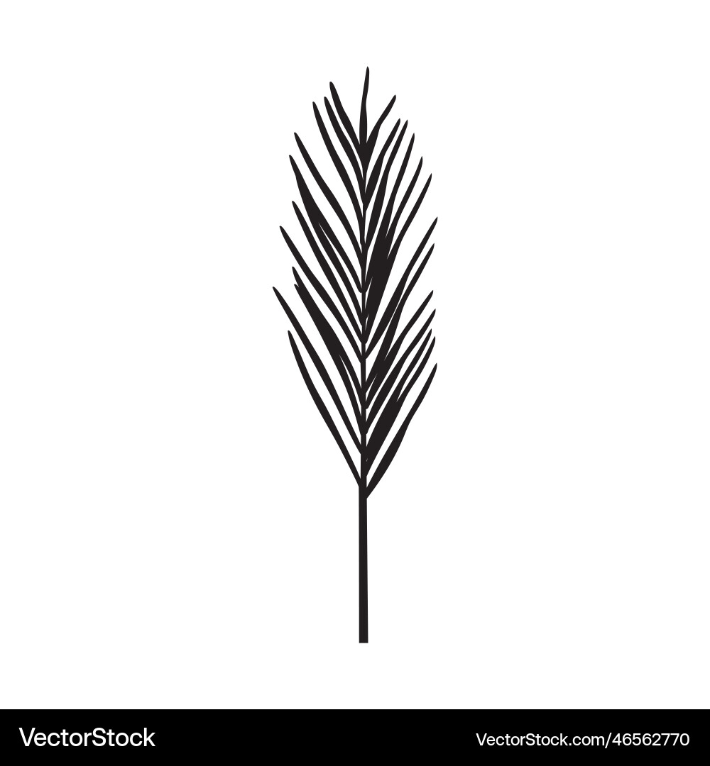 Black branches pine needles design element Vector Image