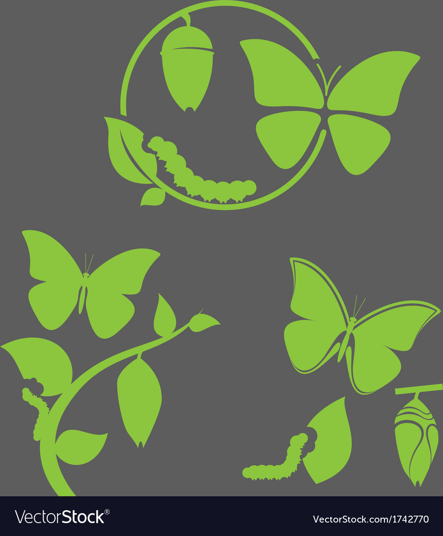 Butterfly cycle Royalty Free Vector Image VectorStock