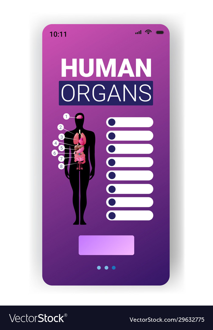 Human body structure infographic poster with male