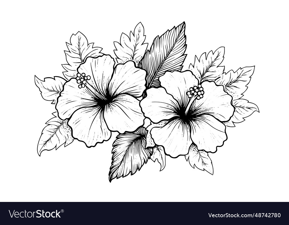 Hibiscus flowers in a vintage woodcut engraved Vector Image