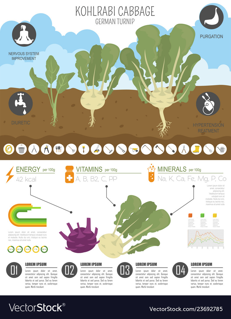 Kohlrabi cabbage turnip beneficial features Vector Image