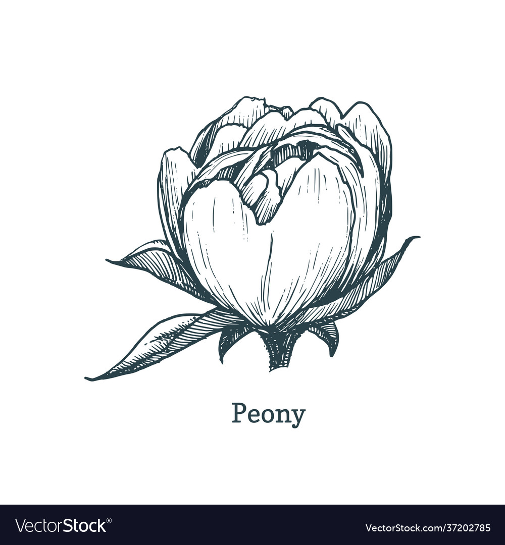 Peony drawing in engraving style sketch