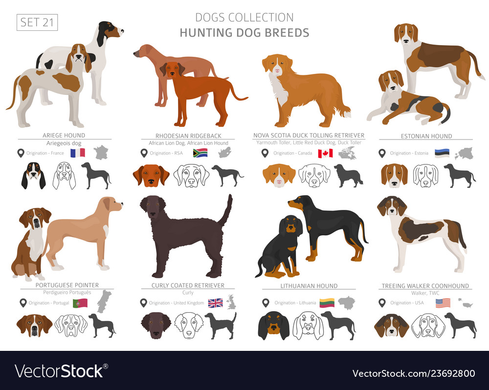 Hunting dogs collection isolated on white flat Vector Image