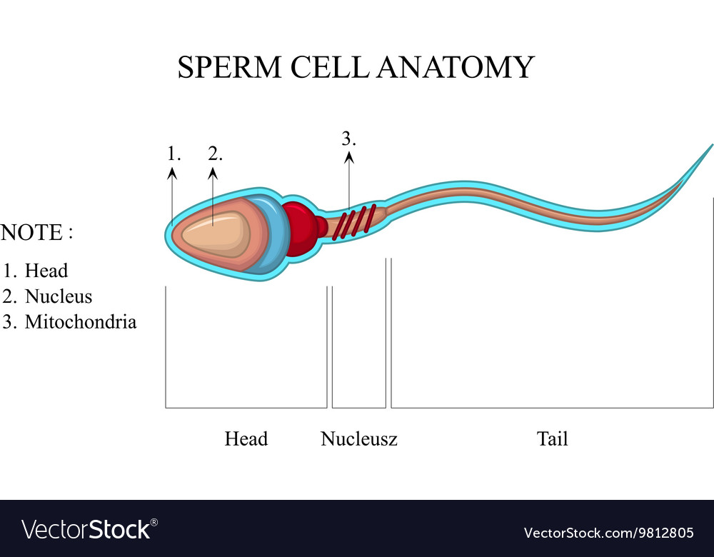 Human sperm cell anatomy Royalty Free Vector Image