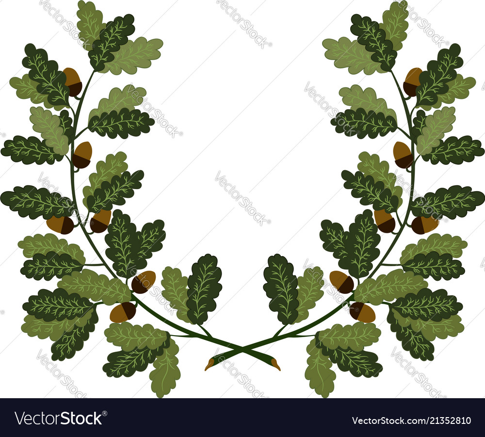 Oak branches Royalty Free Vector Image - VectorStock