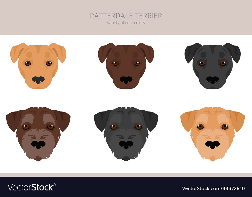 Patterdale terrier clipart all coat colors set Vector Image