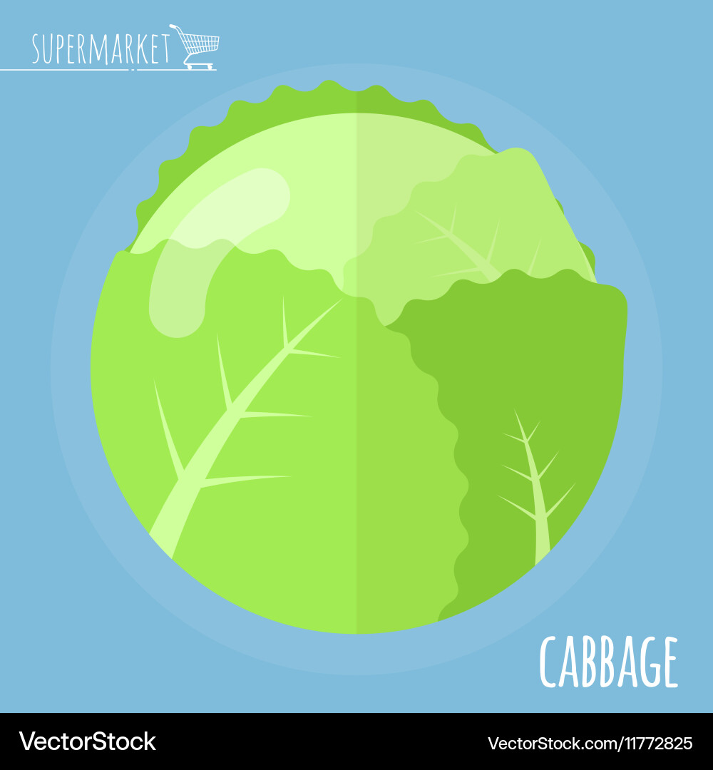 Cabbage icon Royalty Free Vector Image - VectorStock