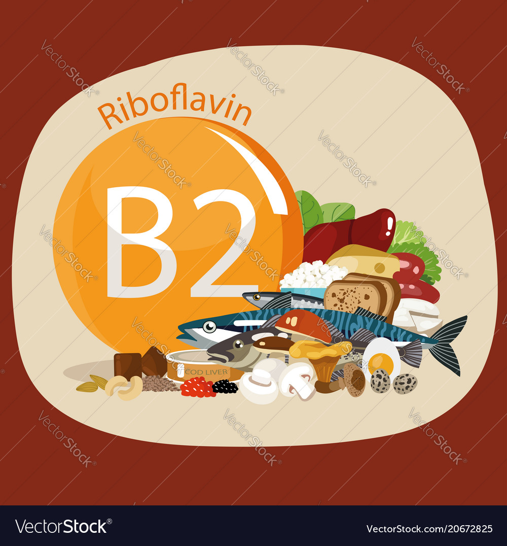 Vitamin B2 Riboflavin Royalty Free Vector Image