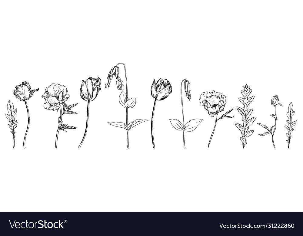 Drawing Flowers Royalty Free Vector Image - Vectorstock