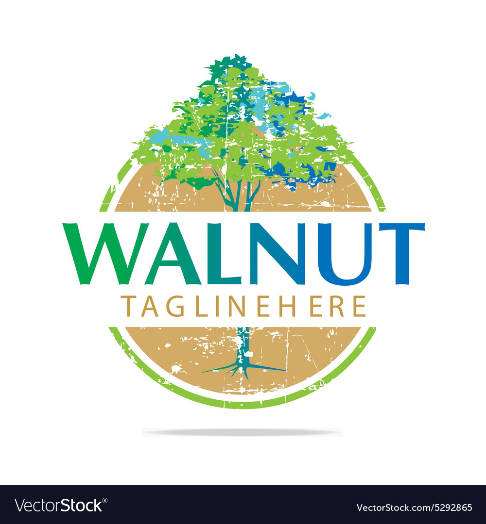 Walnut trees hazelnut freshness delicious