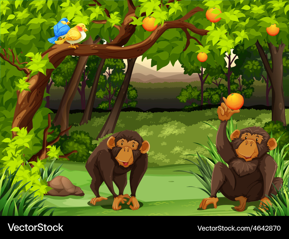 Monkey Royalty Free Vector Image - VectorStock