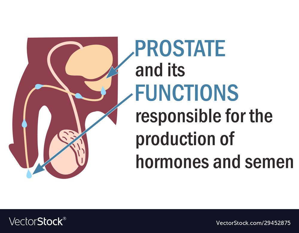 Prostate and its functions infographics Royalty Free Vector