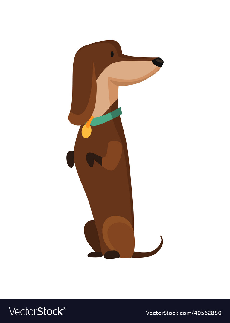 Dog dachshund cute funny character portrait