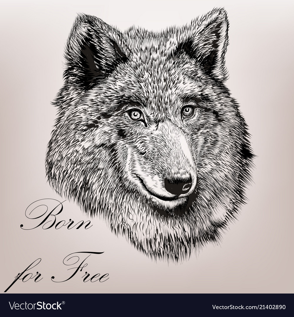 how to draw real wolf