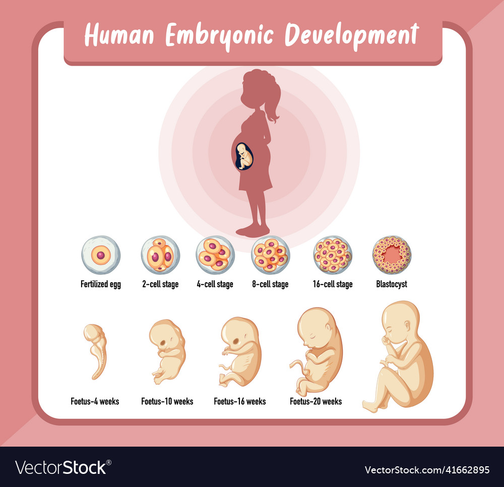 Human embryonic development in infographic Vector Image