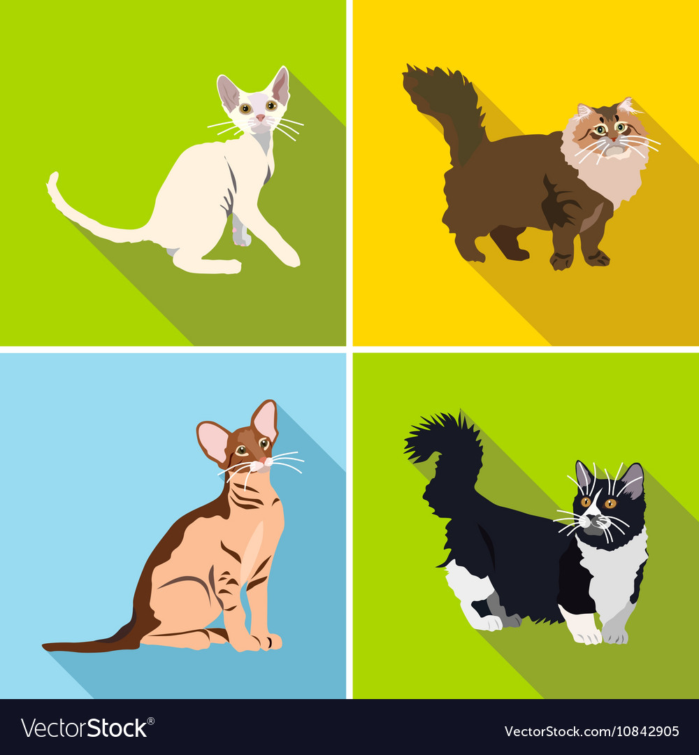 Cats of different breeds with long shadow