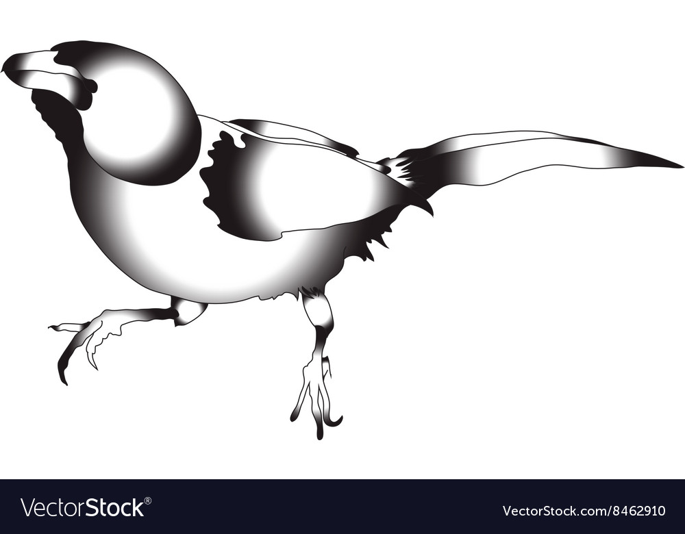 Black and white bird