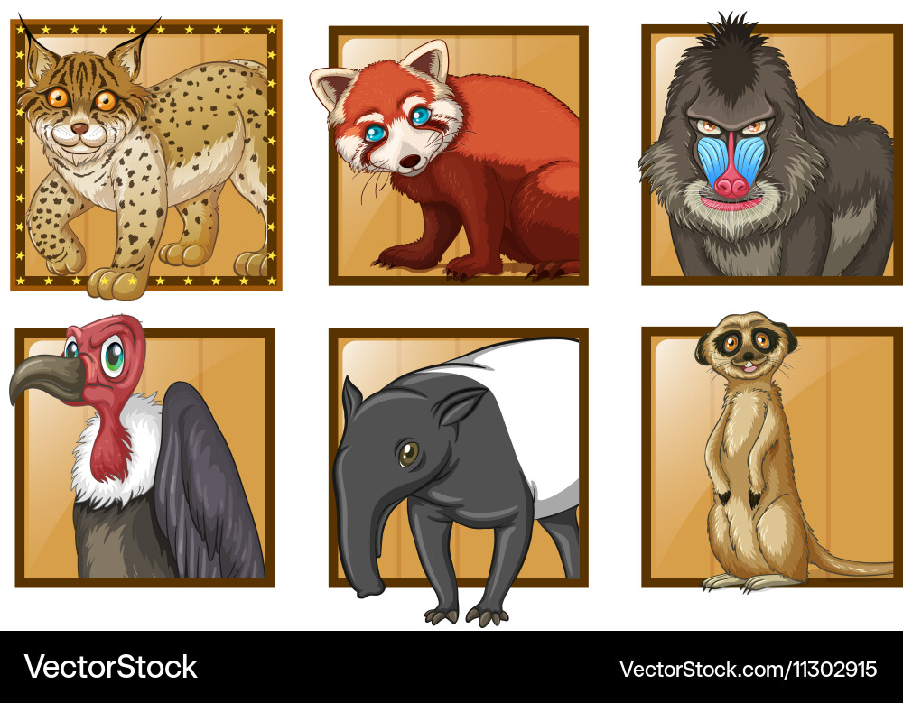 Different types wild animals Royalty Free Vector Image
