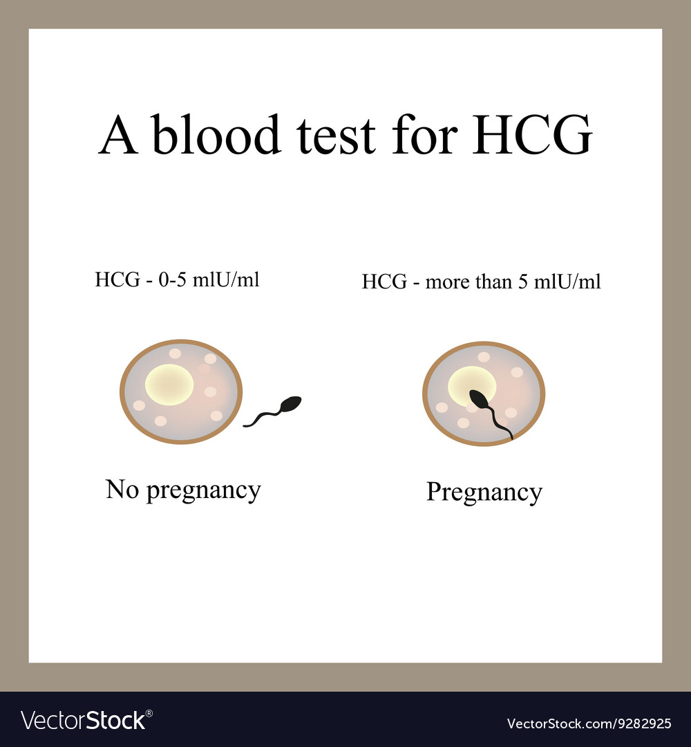 A Blood Test For HCG The Blood Test For Pregnancy Vector Image