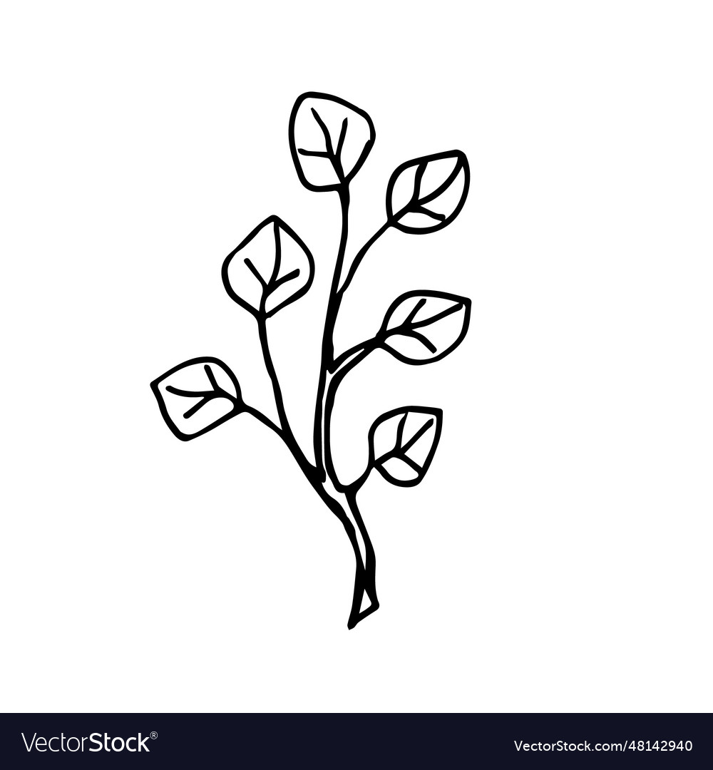 Eucalyptus leaves on a branch in doodle style Vector Image