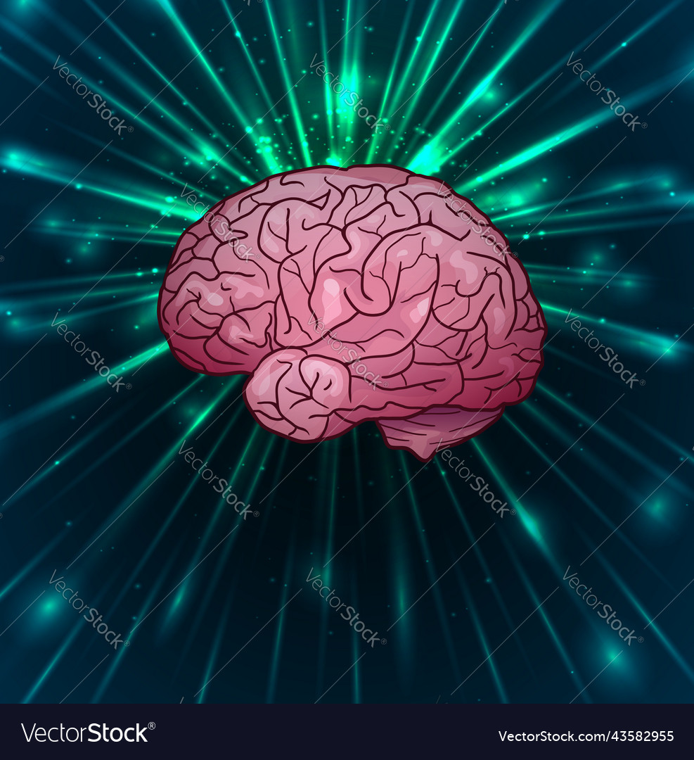 A human brain side view Royalty Free Vector Image