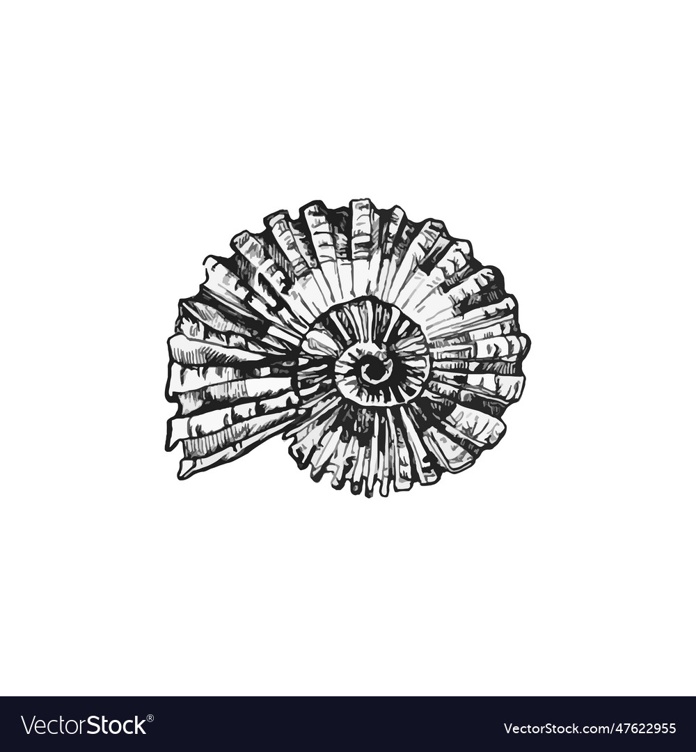 Handdrawn shell shell drawing sea Royalty Free Vector Image